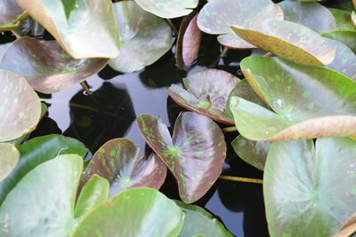 Close-up of plants