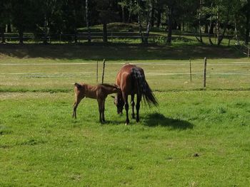 Horse on field