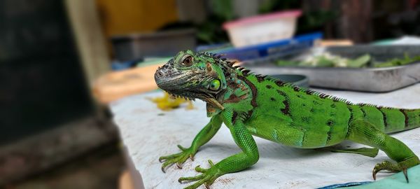 Close-up of iguana