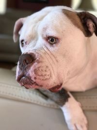 Close-up portrait of dog at home