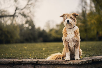 Dog looking away on field