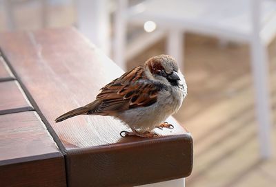 Close-up of bird perching on railing