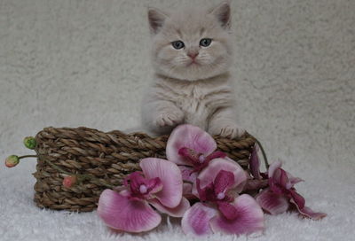 Close-up portrait of cat in basket