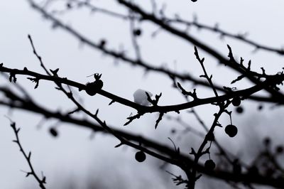 Low angle view of silhouette bird on barbed wire against sky