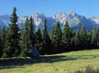 Trees on landscape against clear sky