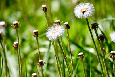 Close-up of flowering plants