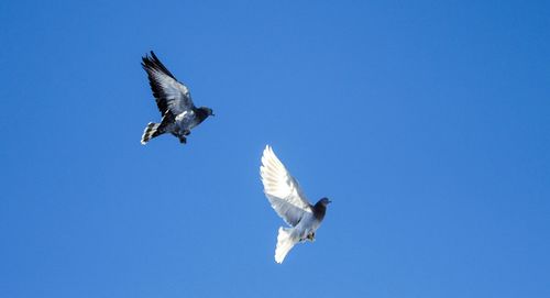 Low angle view of bird flying against clear blue sky