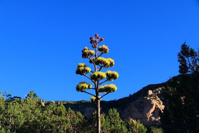 Low angle view of flowering plant against blue sky