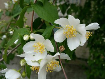 Close-up of white flower