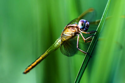 Close-up of damselfly on leaf