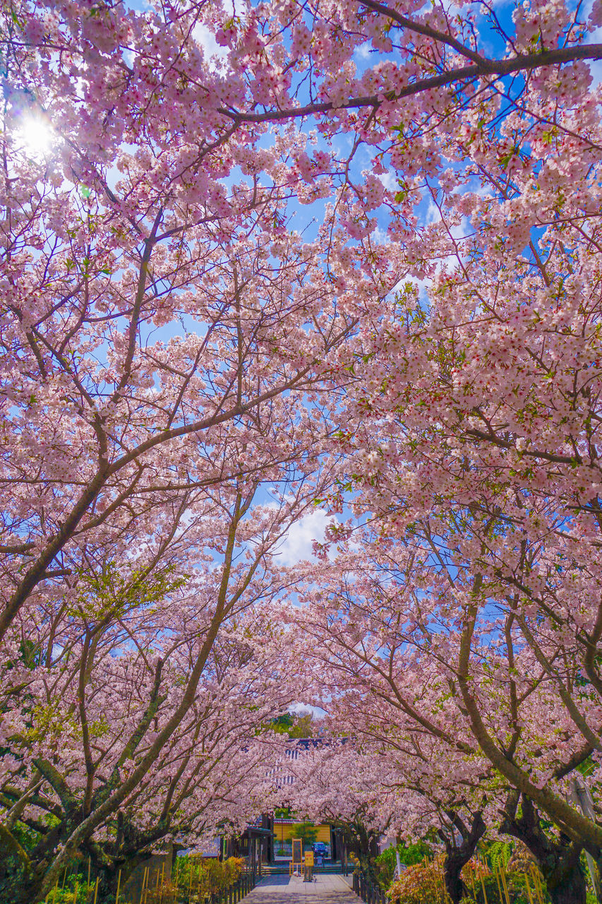 plant, tree, flower, growth, beauty in nature, blossom, nature, branch, springtime, flowering plant, cherry blossom, fragility, day, freshness, sky, low angle view, cherry tree, outdoors, park, no people, spring, pink, park - man made space, transportation, architecture, road, leaf, tranquility, city, scenics - nature, built structure