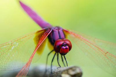 Close-up of dragonfly on stick