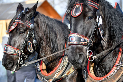 Close-up of horses wearing bridle outdoors