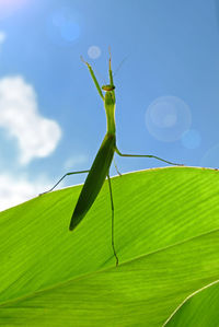 Close-up of mantis on leaf against sky