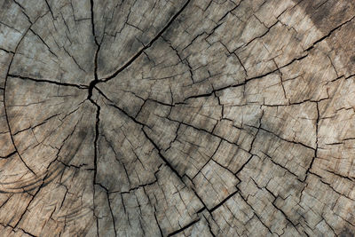 Full frame shot of tree stump