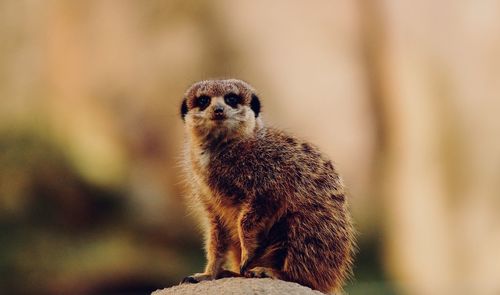 Close-up portrait of young meerkat sitting outdoors