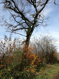 Low angle view of tree against sky