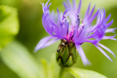 Close-up of bee pollinating on purple flower