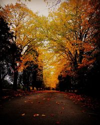 Autumn trees in forest