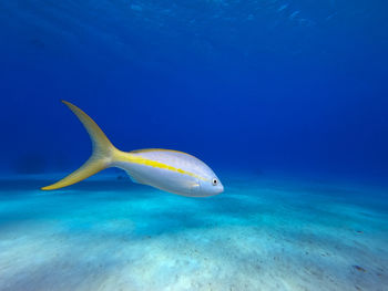 Fish swimming in sea