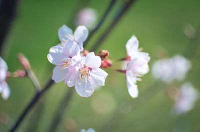 Close-up of white cherry blossoms