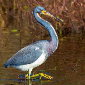 Side view of a heron in lake