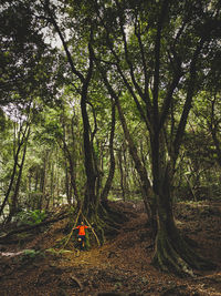 View of trees in forest