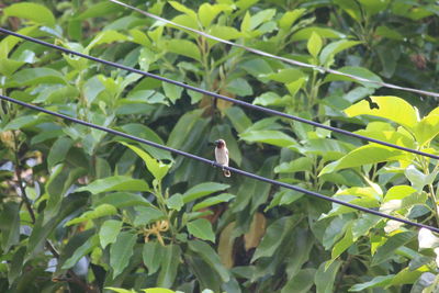 Close-up of bird perching on a plant