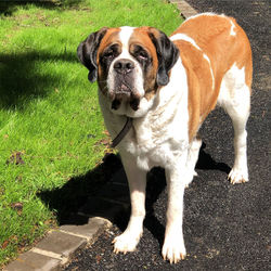 Portrait of dog standing on grass