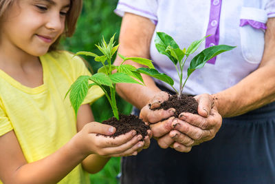 Midsection of woman holding sapling