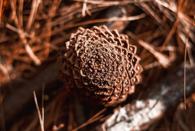 Close-up of dried plant