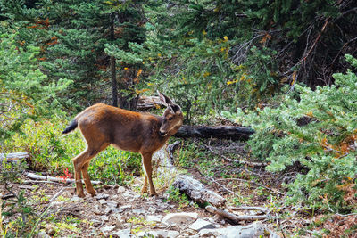 Deer in a forest