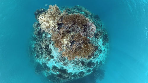 High angle view of jellyfish swimming in sea