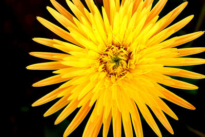 Close-up of yellow flower