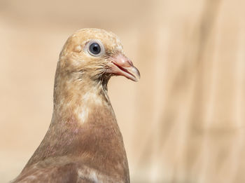 Close-up of a bird