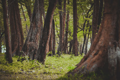 Trees growing in forest