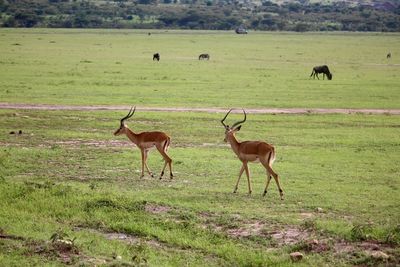 Gazelles in masai mara national park