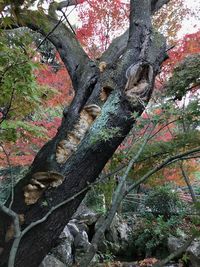 Cat on tree in forest