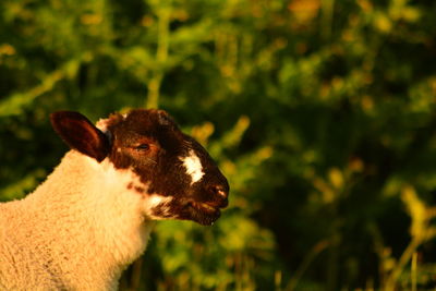Close-up of rabbit on field