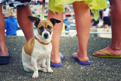 Low section of woman with dog