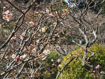 Low angle view of fruits on tree