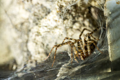 Close-up of spider on rock