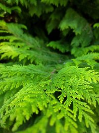 Close-up of green leaves on plant