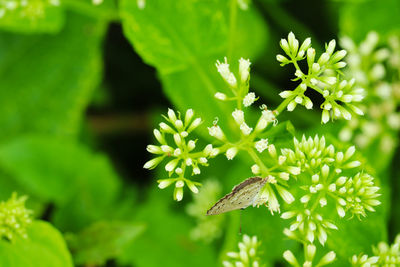 Close-up of flowering plant