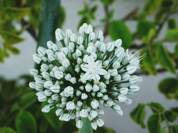 Close-up of white flowers