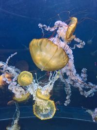 Close-up of jellyfish swimming in water