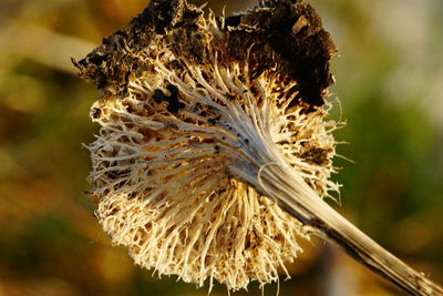 Close-up of dry plant