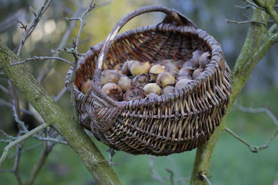 Close-up of medlars in basket