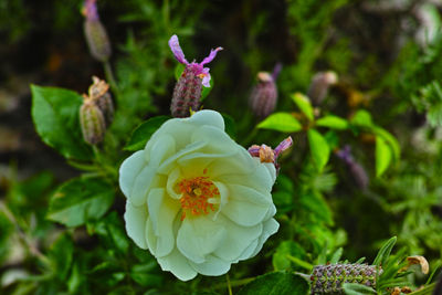 Close-up of purple flowering plant