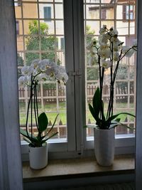 Close-up of potted plants on window